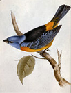 A Darwin Finch from the Galapagos